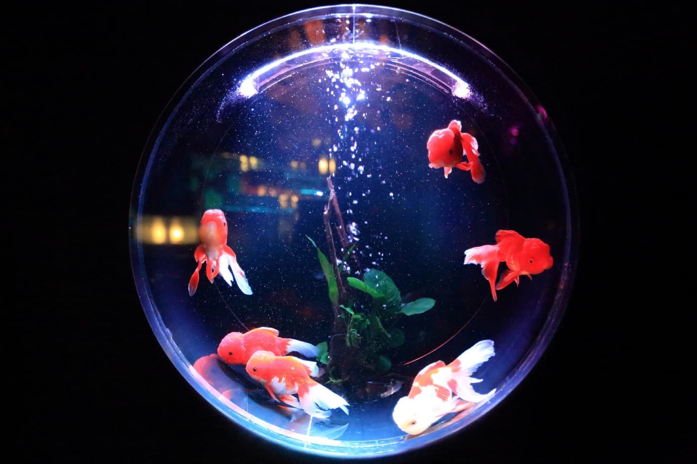 WhatTheFish Moments of JavaScript